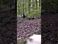 Wölfe