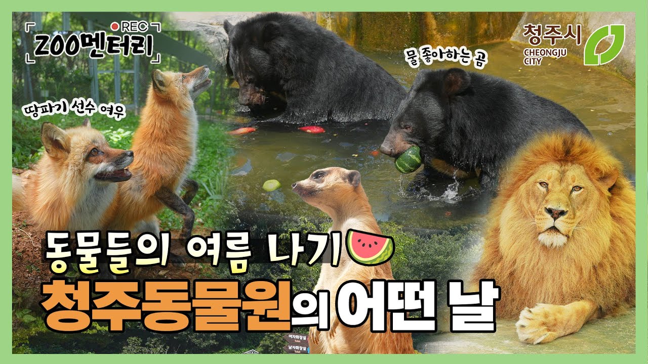 청주동물원 바람이와 동물들의 여름 나기&동물복지사가 준비한 것은?