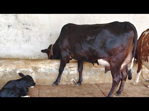 Chulstani Friesian cross cow for sale | 02/08/2026