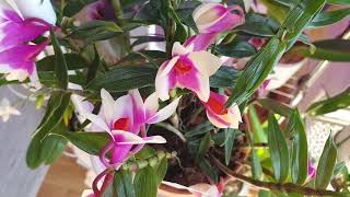 Долгоцветущие орхидеи:  Paphiopedilum, Dendrobium