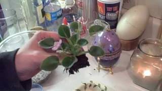 jolly mischief.AVI