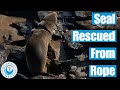 Seal Rescued From Rope