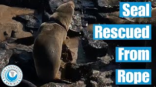 Seal Rescued From Rope