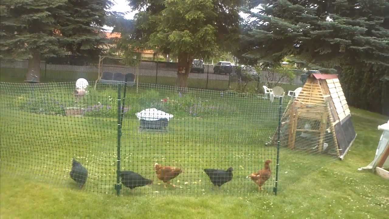  Chicken fence run - YouTube