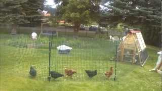 chicken fence fencing coop building height wire 6ft run enclosure 1280 easy recipe soup