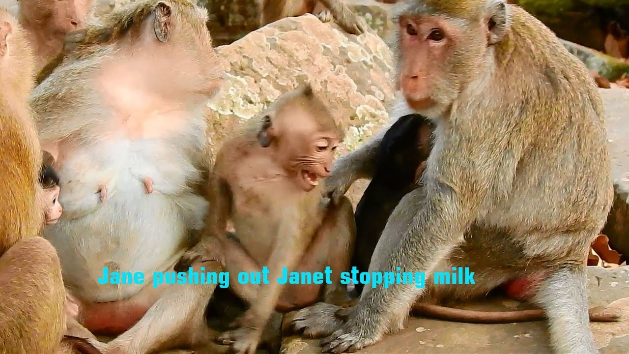Janet cries loudly so upset Jane warning to stop milking, Big girl Janet cries asking for extra milk