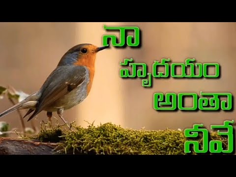 Naa Hrudhayam Antha Neve Lyrics Video Song Warriors Of Christ Telugu Melodies