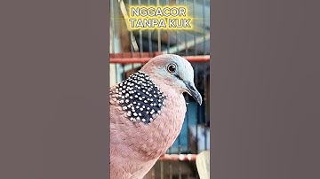 SUARA BURUNG TEKUKUR GAGAP TANPA KUK #shorts #shortsfeed #shortvideo #short #shortsvideo #song
