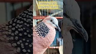 Download Lagu SUARA BURUNG TEKUKUR GAGAP TANPA KUK #shorts #shortsfeed #shortvideo #short #shortsvideo #song MP3