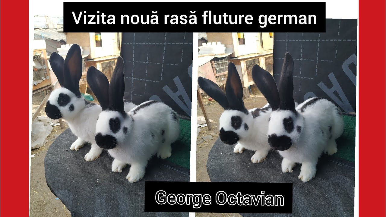 O nouă vizită de wekend pe rasa fluture la George Octavian 😉👍