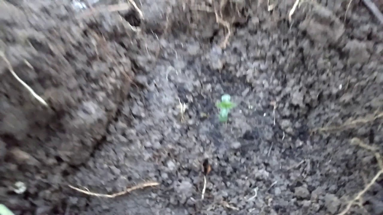 Auto Blueberry fem (4 20 Seeds) | Высадил в землю