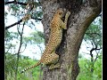 Tree climbing cheetah on albasini road in kruger park