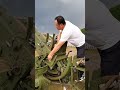 cool way to load ammunition into a cannon #shorts
