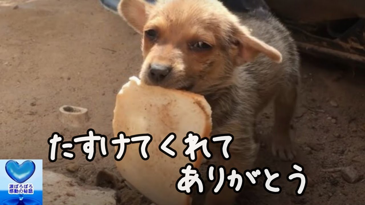 助けてくれたお礼に唯一の食料だったパンを差し出した犬 その姿に涙溢れる 感動 Youtube