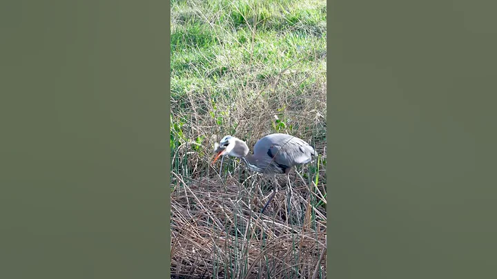 This Blue Heron eats a fish as big as its head! #greatblueheron #wildlife #nature #birdofprey - DayDayNews