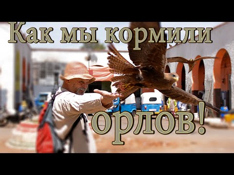 Африка. Эфиопия. Харар. Кормление орлов! Путешествие в Харар!