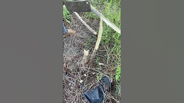 Techniques Cutting cassava tree is satisfying #shorts