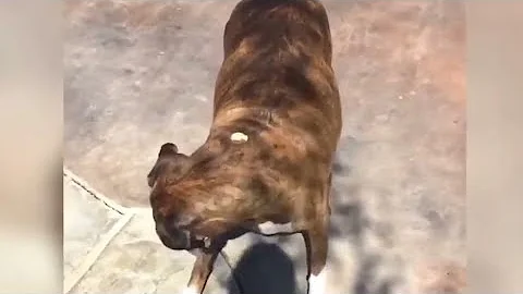 Try Not To Laugh Challenge  Funny Dogs Fail Compilation  2023😂😂