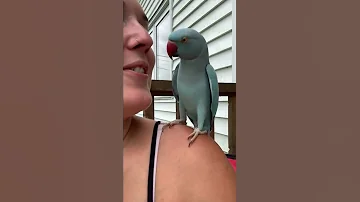Kiwi The Parrot Is A Chatterbox ViralHog 