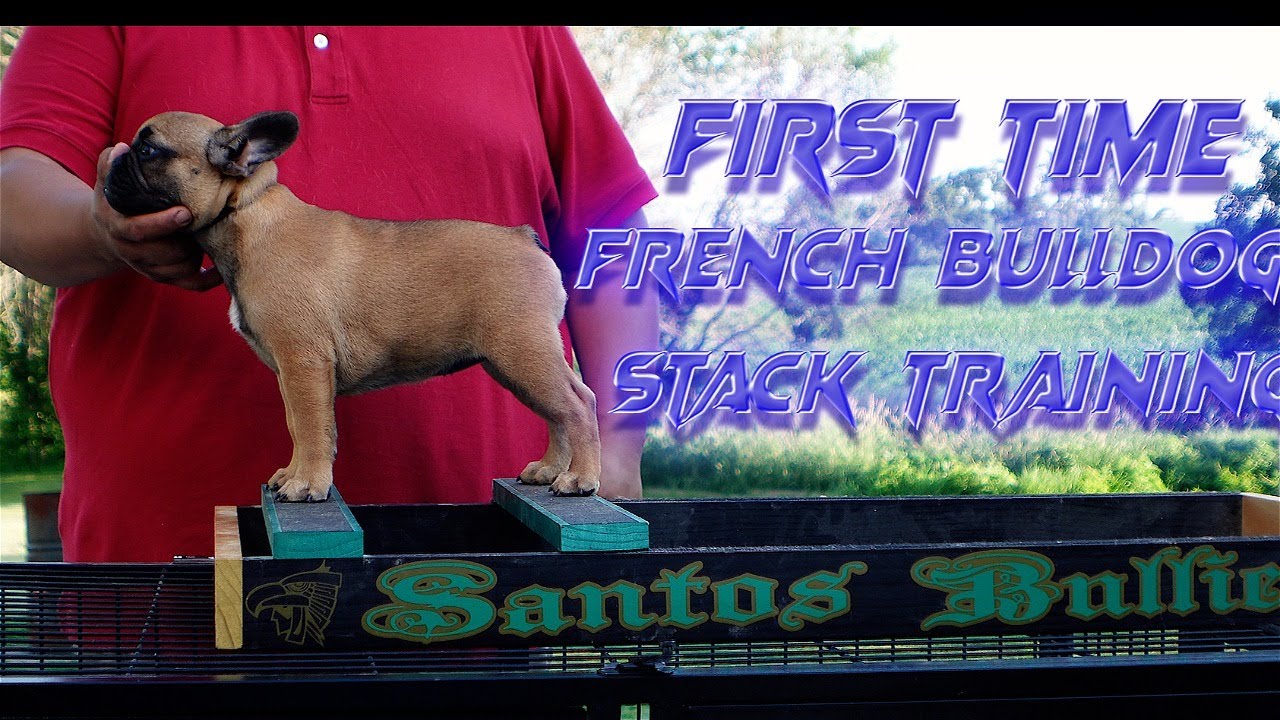 First Time French Bulldog Stack Training