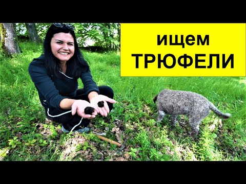 КАК ИЩУТ ТРЮФЕЛИ // Путешествие по Франции в локдаун (2 ч.)