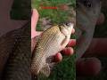 Взял Второго Карася Рыбалка на Лесных Озёрах 25.08.2024.#4k #video #super #fishing #лето #лес