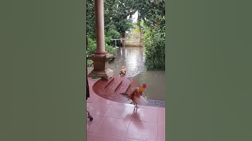 Boss là Boss không sợ nước ngập nhé!