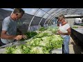 Sla met hydroponics op Bonaire