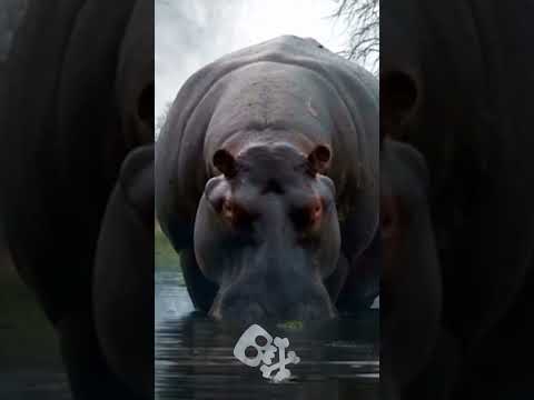 Small To Big Animals Edition AnimalSizeComparison Smalltobiganimals Animaltransformation