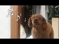 노래하는 랑이🐶 l singing dog