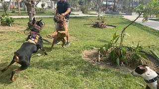 GRAN DOBERMAN vs TEMIBLE BAN DOG