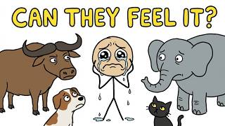 Sports Performance Do Animals Know When You’re Sad?