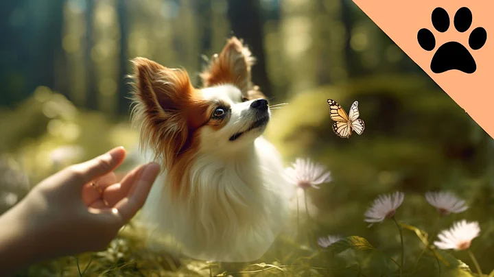 Owning a Papillon: Pros and Cons - DayDayNews