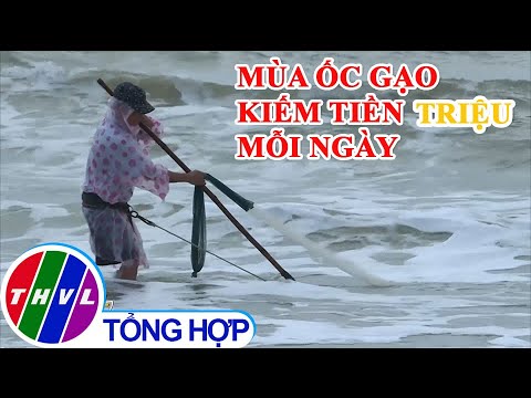 Video Người dân ven biển Đà Nẵng thu tiền triệu mỗi ngày nhờ... - youtube