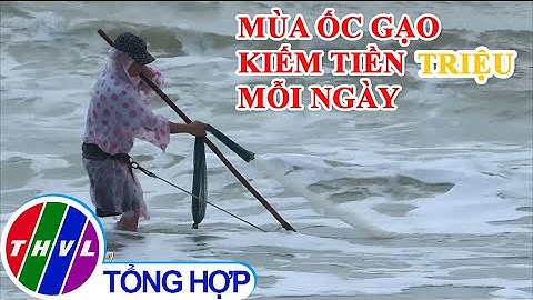 Người dân ven biển Đà Nẵng thu tiền triệu mỗi ngày nhờ cào ốc