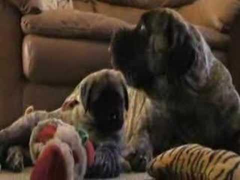 funny-mastiff-puppy-with-her-mommy