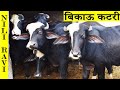 क्या आप असली नीली रावी भैंसे लेना चाहते है ! Nili Ravi Buffalo farm | Brar Dairy Farm