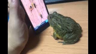 African Bull Frog ant crusher