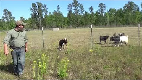 building a goat fence