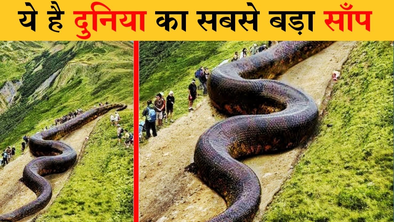 What Is The Biggest Snake In The What Is The Biggest Snake In The