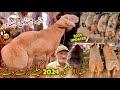 Dumba mandi sarband new update 2024  turkey balkhi watani sheep price eid ul azha  khyber tv