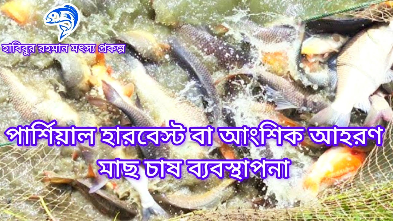 ২০১..পার্শিয়াল হারবেষ্ট বা আংশিক আহরণ মাছ চাষ ব্যবস্তাপনা।