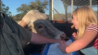 Cow kisses