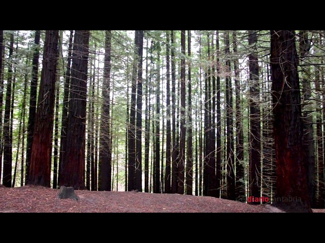 BOSQUE SECUOYAS DEL MONTE CABEZ&Oacute;N