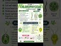 Classification of algae #biologynotes