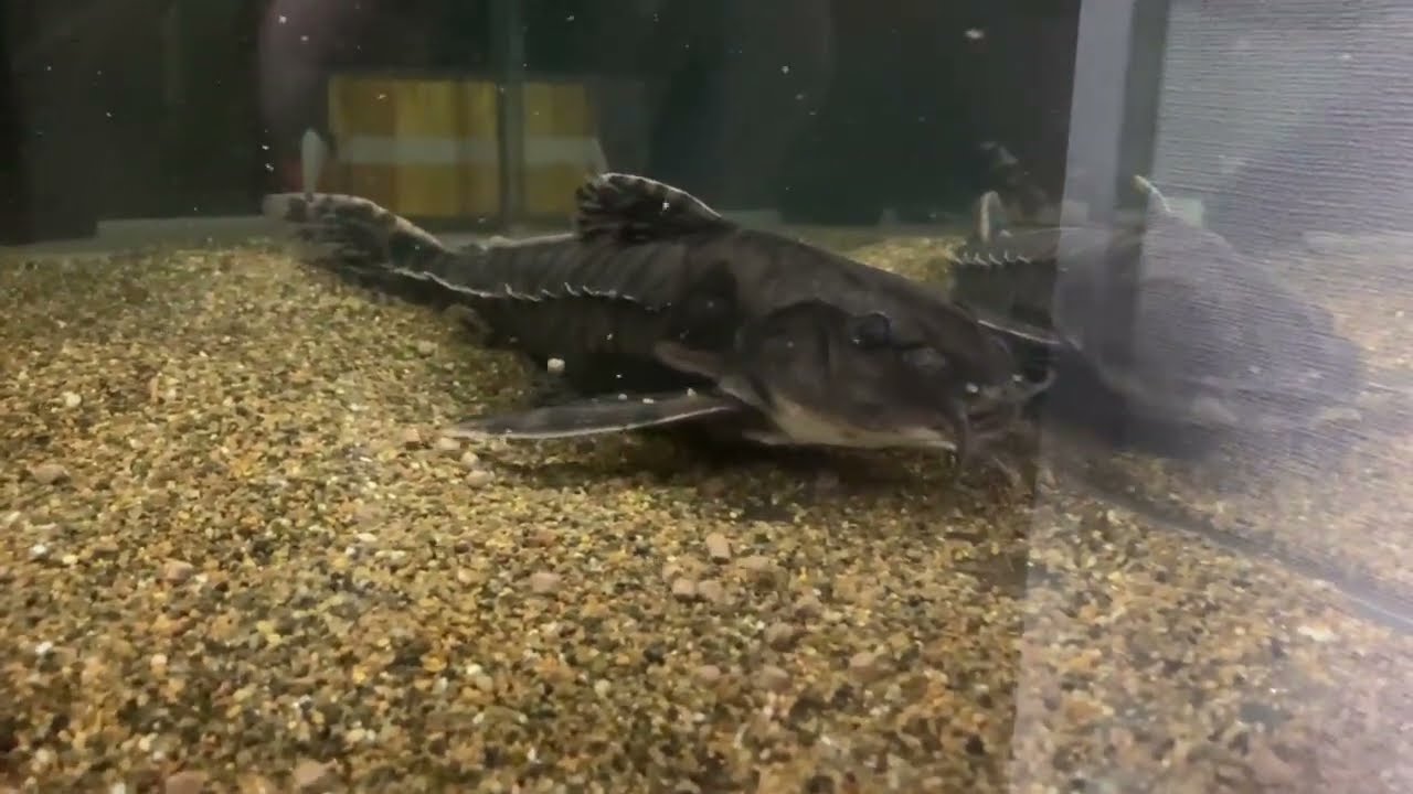 メガロドラス飼育ガイド｜動かないけどハマる大型ナマズの魅力