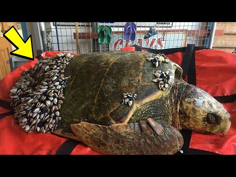 Video: Turtle korytnačky. Štruktúra panciera korytnačky