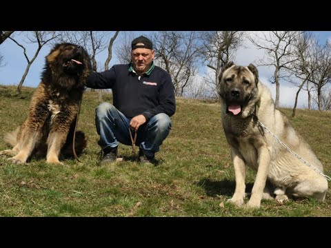 Ciobănesc CAUCAZIAN URIAȘ VS TURKISH KANGAL | Canisa REAL DOGS A SOMEȘANULUI din Tăuții de Sus 2021