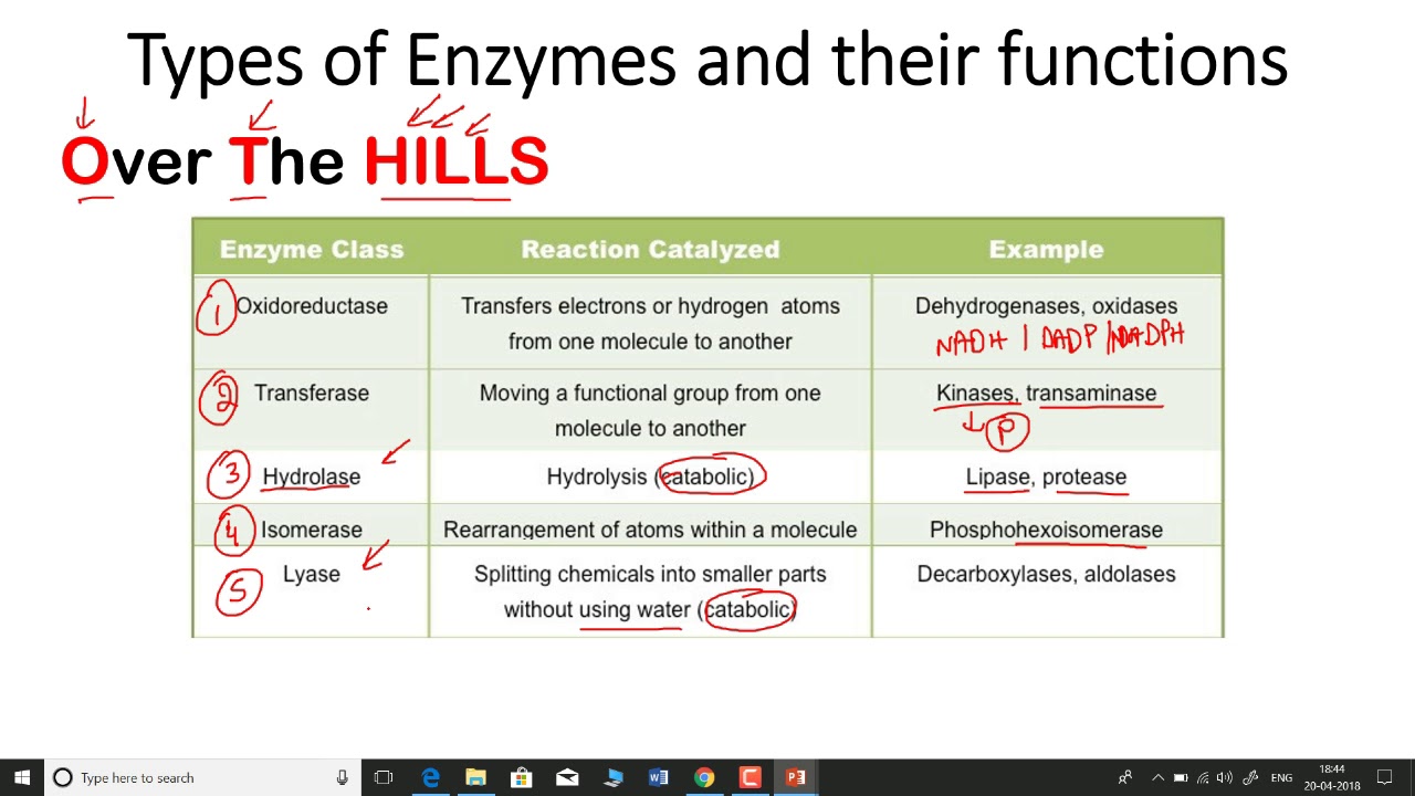 Types of enzymes and their functions enzyme