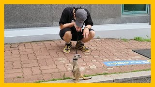 A meerkat almost got bitten by a dog